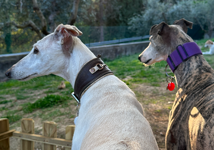 Immagine diapositiva