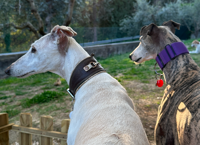 Immagine diapositiva